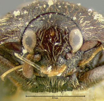 Media type: image;   Entomology 32888 Aspect: head frontal view